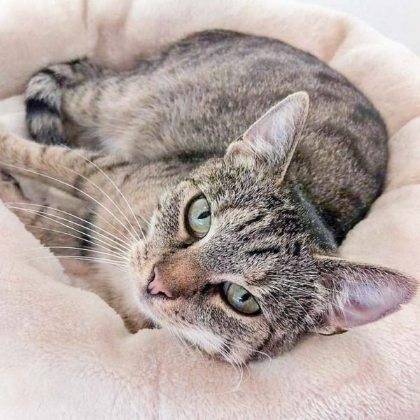 Kätzin Isa / © 2016 Arche KaNaum (DN)