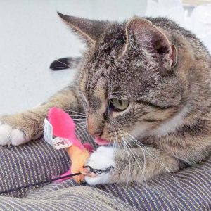 Kätzin Isa / © 2016 Arche KaNaum (DN)