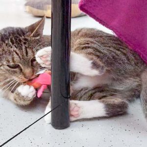 Kätzin Isa / © 2016 Arche KaNaum (DN)