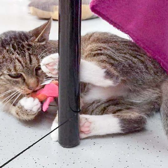 Kätzin Isa / © 2016 Arche KaNaum (DN) Kätzin Isa / © 2016 Arche KaNaum (DN)