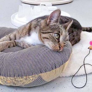 Kätzin Isa / © 2016 Arche KaNaum (DN)