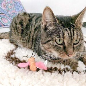 Kätzin Isa / © 2016 Arche KaNaum (OS)