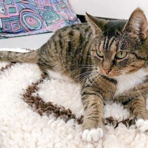 Kätzin Isa / © 2016 Arche KaNaum (OS)