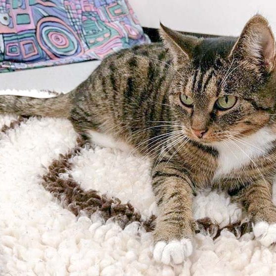 Kätzin Isa / © 2016 Arche KaNaum (OS) Kätzin Isa / © 2016 Arche KaNaum (OS)