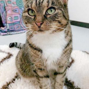 Kätzin Isa / © 2016 Arche KaNaum (OS)