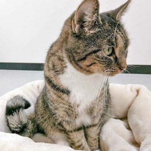 Kätzin Isa / © 2016 Arche KaNaum (OS)