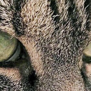 Kätzin Isa / © 2016 Arche KaNaum (OS)