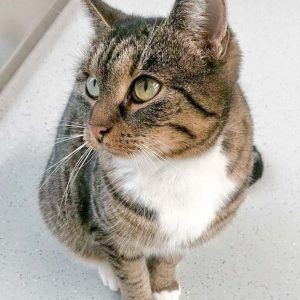 Kätzin Isa / © 2016 Arche KaNaum (OS)