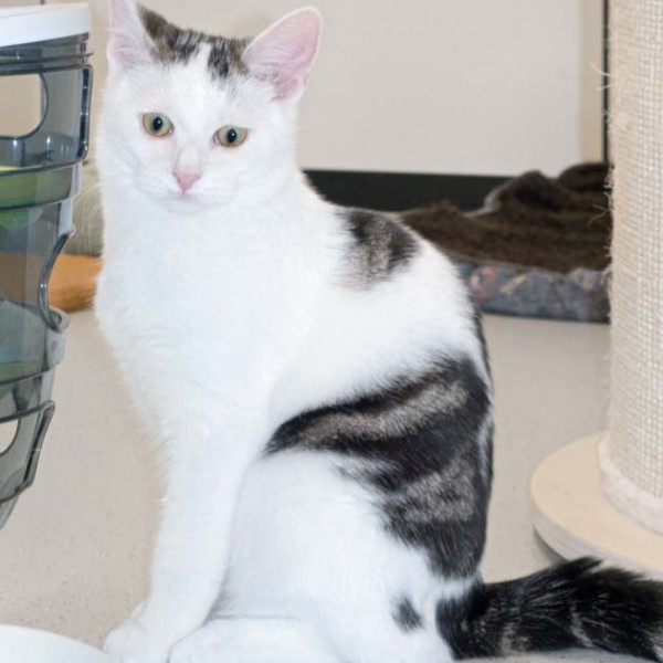 Kater Muckel / © 2016 Arche KaNaum (NH)