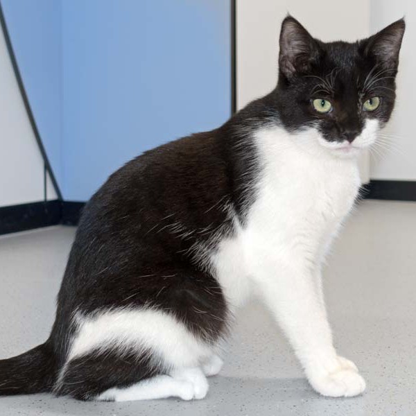 Kater Elvis / © 2016 Arche KaNaum (NH) Kater Elvis / © 2016 Arche KaNaum (NH)