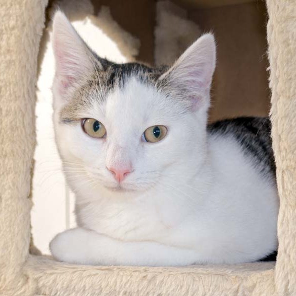 Kater Julius / © 2015 Arche KaNaum (NH) Kater Julius / © 2015 Arche KaNaum (NH)