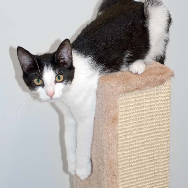 Kätzin Nila / © 2016 Arche KaNaum (NH) Kätzin Nila / © 2016 Arche KaNaum (NH)