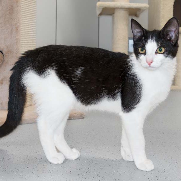 Kätzin Nila / © 2016 Arche KaNaum (NH) Kätzin Nila / © 2016 Arche KaNaum (NH)