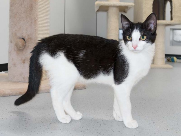 Kätzin Nila / © 2016 Arche KaNaum (NH)