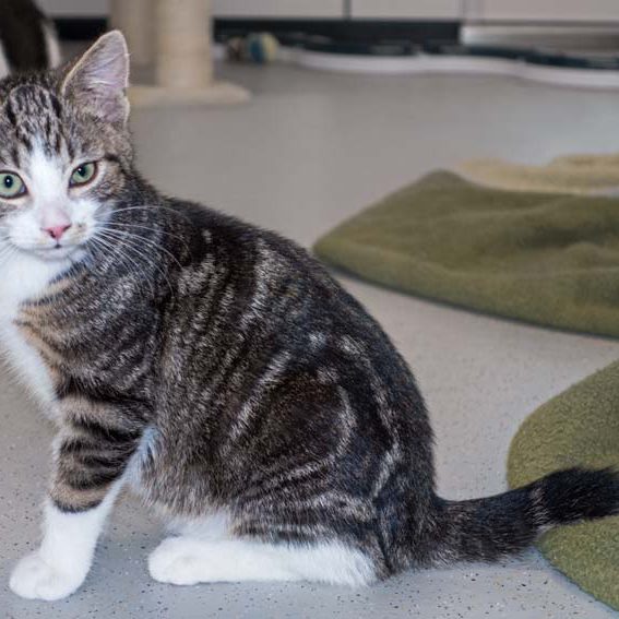 Kater Snoopy / © 2016 Arche KaNaum (NH) Kater Snoopy / © 2016 Arche KaNaum (NH)