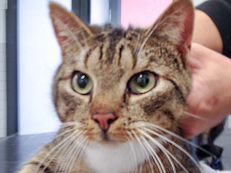 Kätzin Isa aus der Beschlagnahmung vom 22. Jan. '16 / © 2016 Arche KaNaum (DN)