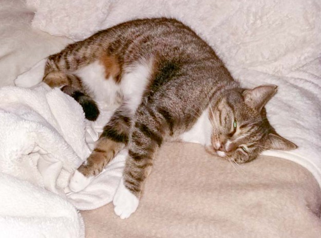 Kater Elliot im neuen Zuhause / © 02.02.'16 Privat