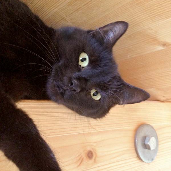 Kätzin Emmi aus der Beschlagnahmung vom 22. Jan. '16 / © 2016 Arche KaNaum (DN)