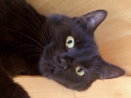 Kätzin Emmi aus der Beschlagnahmung vom 22. Jan. '16 / © 2016 Arche KaNaum (DN)