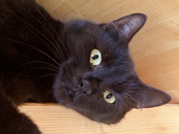 Kätzin Emmi aus der Beschlagnahmung vom 22. Jan. '16 / © 2016 Arche KaNaum (DN)