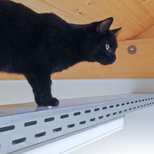 Kätzin Emmi aus der Beschlagnahmung vom 22. Jan. '16 / © 2016 Arche KaNaum (DN)