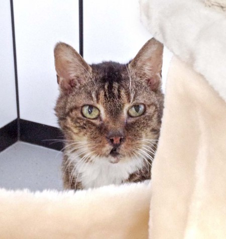 Kätzin Oma Gabi aus der Beschlagnahmung vom 22. Jan. '16 / © 2016 Arche KaNaum (DN)