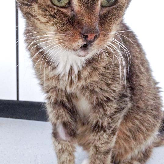 Kätzin Oma Gabi aus der Beschlagnahmung vom 22. Jan. ’16 / © 2016 Arche KaNaum (DN) Kätzin Oma Gabi aus der Beschlagnahmung vom 22. Jan. '16 / © 2016 Arche KaNaum (DN)