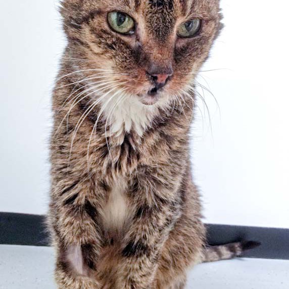 Kätzin Oma Gabi aus der Beschlagnahmung vom 22. Jan. ’16 / © 2016 Arche KaNaum (DN) Kätzin Oma Gabi aus der Beschlagnahmung vom 22. Jan. '16 / © 2016 Arche KaNaum (DN)