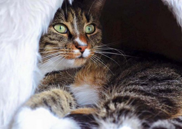 Kater Elliot im neuen Zuhause / © 05.02.'16 Privat