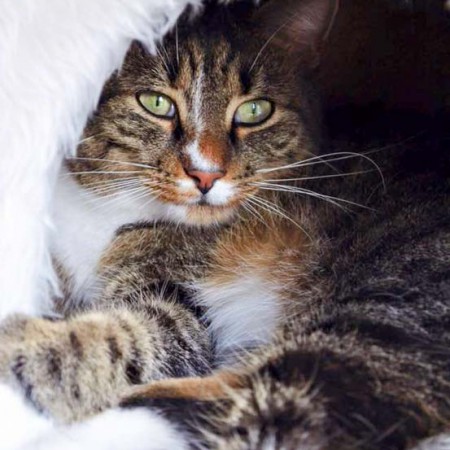 Kater Elliot im neuen Zuhause / © 05.02.'16 Privat