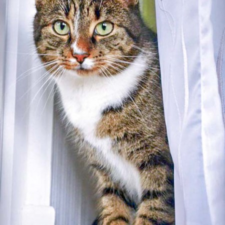 Kater Elliot im neuen Zuhause / © 05.02.'16 Privat