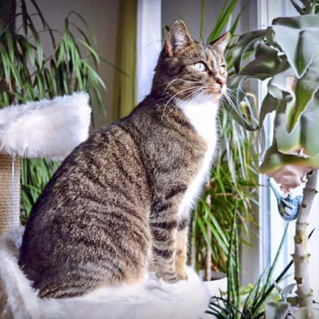 Kater Elliot im neuen Zuhause / © 05.02.'16 Privat