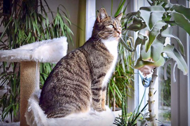 Kater Elliot im neuen Zuhause / © 05.02.'16 Privat