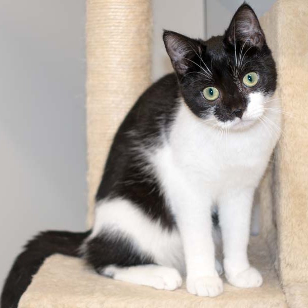 Kater Elvis / © 2016 Arche KaNaum (NH) Kater Elvis / © 2016 Arche KaNaum (NH)