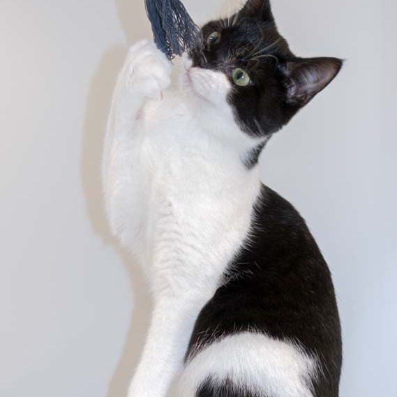 Kater Elvis / © 2016 Arche KaNaum (NH) Kater Elvis / © 2016 Arche KaNaum (NH)