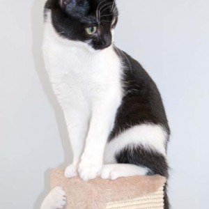 Kater Elvis / © 2016 Arche KaNaum (NH) Kater Elvis / © 2016 Arche KaNaum (NH)