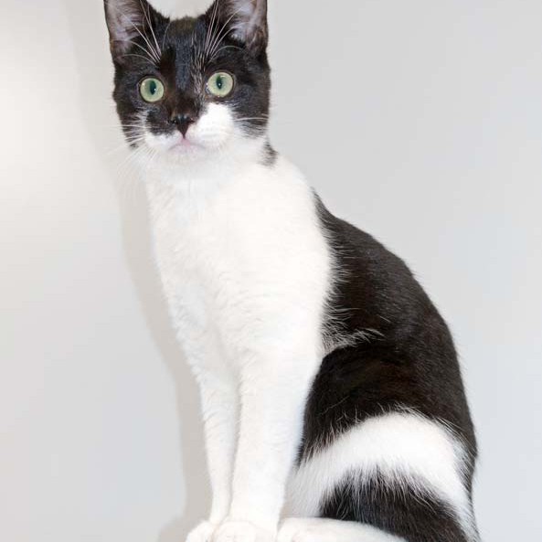 Kater Elvis / © 2016 Arche KaNaum (NH) Kater Elvis / © 2016 Arche KaNaum (NH)