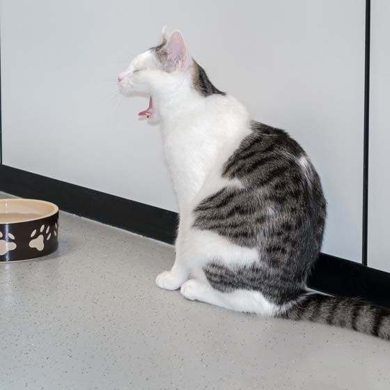 Kater Julius / © 2016 Arche KaNaum (NH) Kater Julius / © 2016 Arche KaNaum (NH)