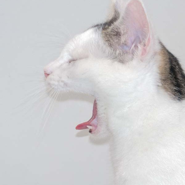 Kater Julius / © 2016 Arche KaNaum (NH) Kater Julius / © 2016 Arche KaNaum (NH)