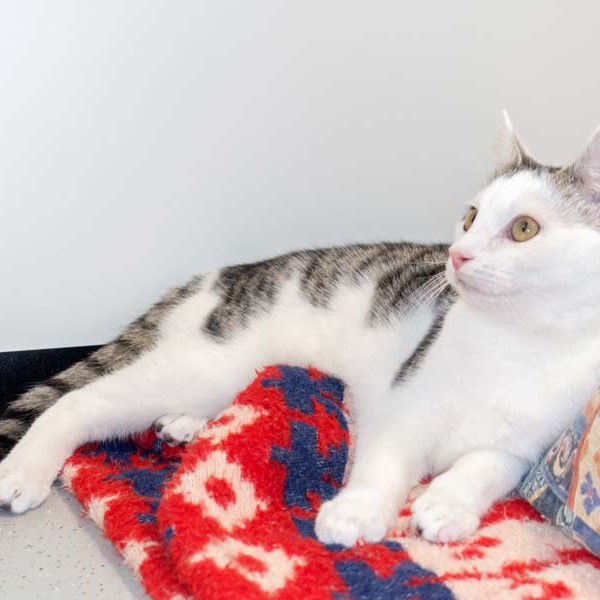 Kater Julius / © 2016 Arche KaNaum (NH) Kater Julius / © 2016 Arche KaNaum (NH)