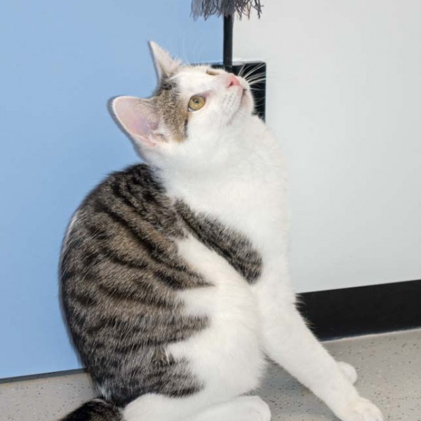 Kater Julius / © 2016 Arche KaNaum (NH) Kater Julius / © 2016 Arche KaNaum (NH)