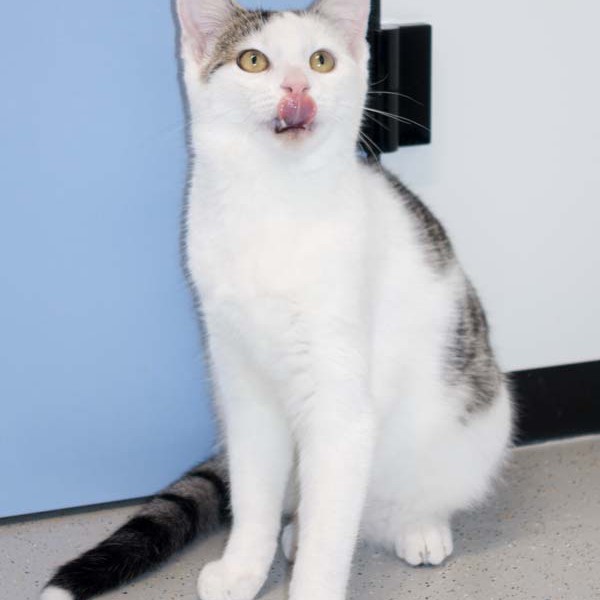 Kater Julius / © 2016 Arche KaNaum (NH) Kater Julius / © 2016 Arche KaNaum (NH)