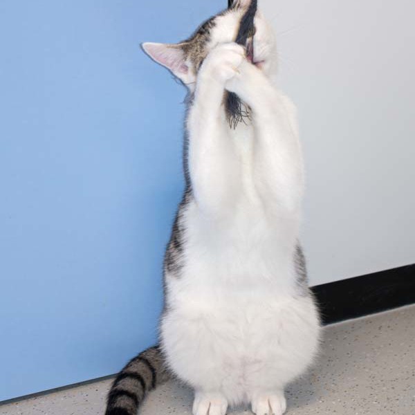 Kater Julius / © 2016 Arche KaNaum (NH) Kater Julius / © 2016 Arche KaNaum (NH)