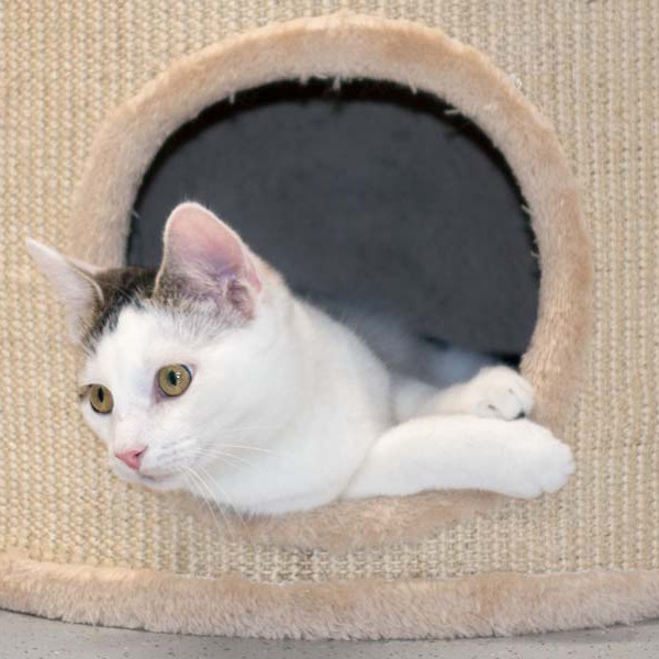 Kater Julius / © 2016 Arche KaNaum (NH) Kater Julius / © 2016 Arche KaNaum (NH)