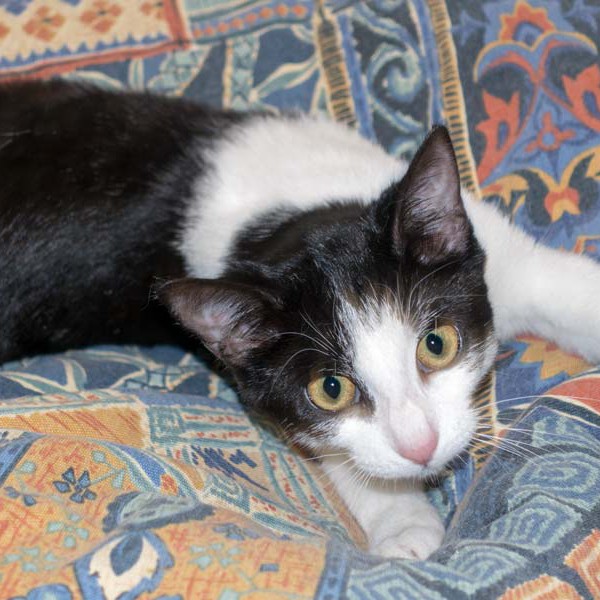 Kätzin Nila / © 2016 Arche KaNaum (NH) Kätzin Nila / © 2016 Arche KaNaum (NH)