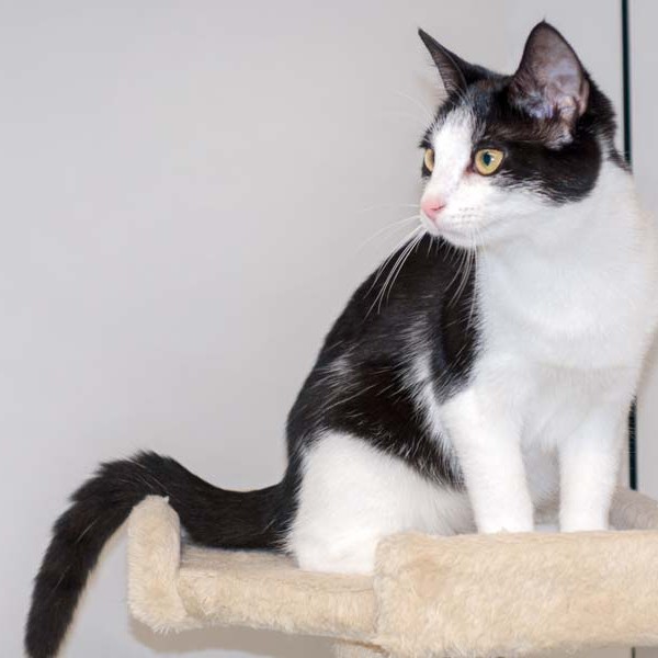 Kätzin Nila / © 2016 Arche KaNaum (NH) Kätzin Nila / © 2016 Arche KaNaum (NH)