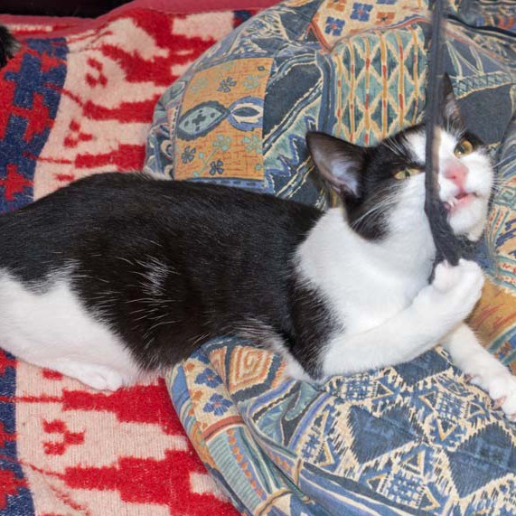 Kätzin Nila / © 2016 Arche KaNaum (NH) Kätzin Nila / © 2016 Arche KaNaum (NH)