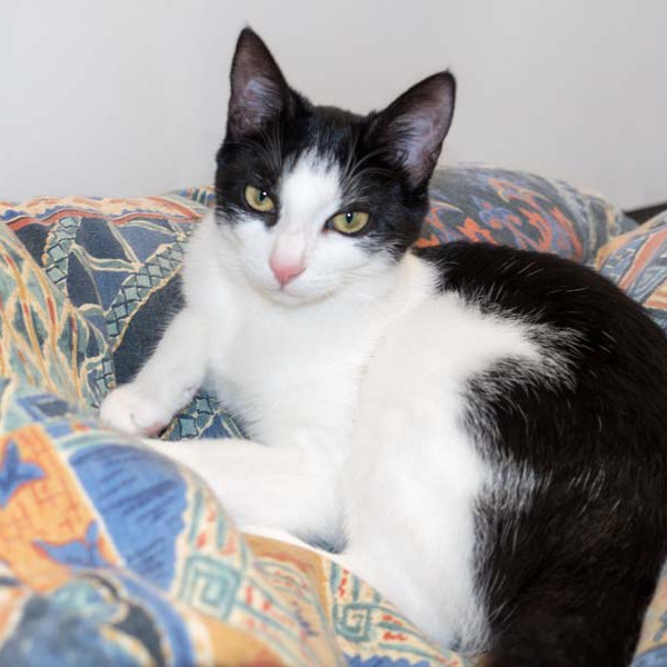 Kätzin Nila / © 2016 Arche KaNaum (NH) Kätzin Nila / © 2016 Arche KaNaum (NH)