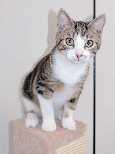 Kater Snoopy / © 2016 Arche KaNaum (NH)