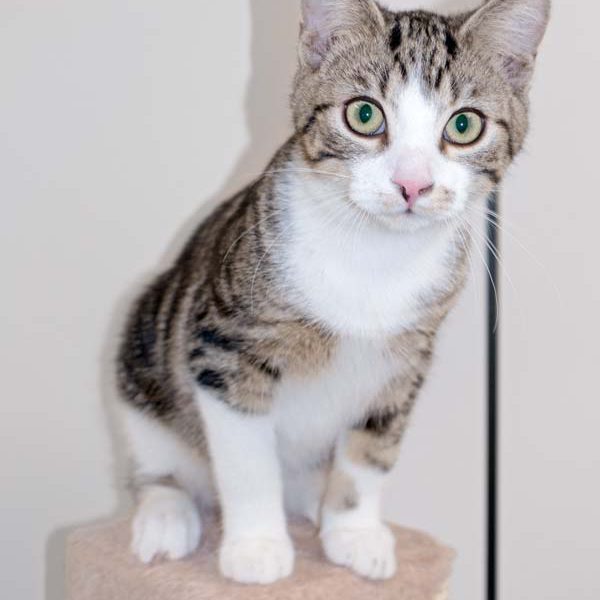 Kater Snoopy / © 2016 Arche KaNaum (NH) Kater Snoopy / © 2016 Arche KaNaum (NH)